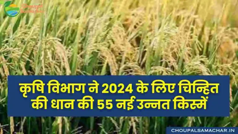 New Paddy Variety 2024