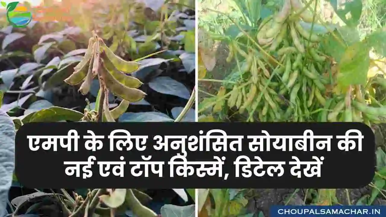 Top Soybean varieties for MP