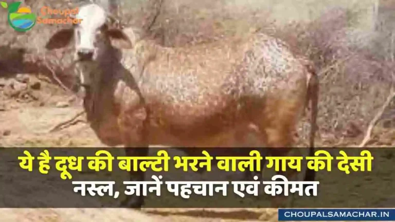 Rathi Cow Breed