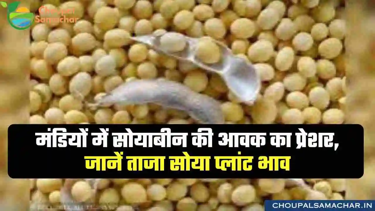 Soya Plant Rate