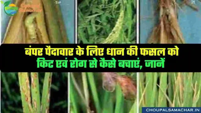 Kharif paddy cultivation