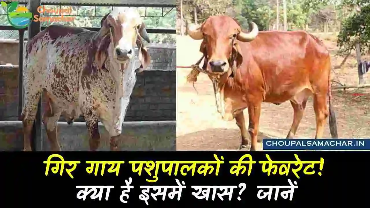 Gir Cow Breed