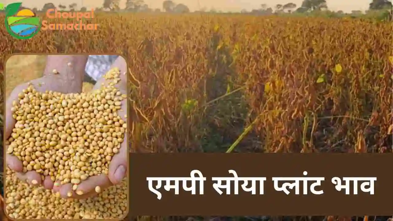 Soybean plant bhav