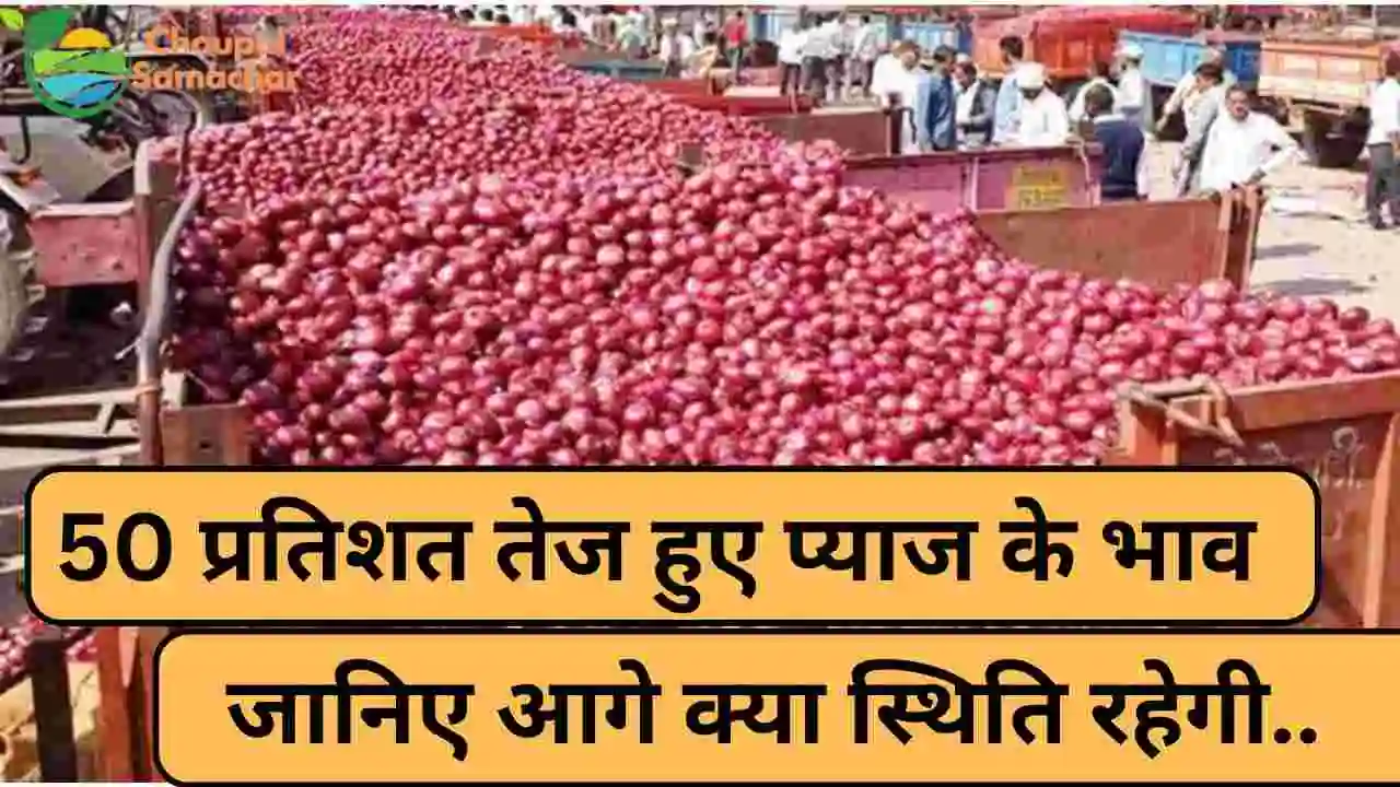 Onion Price Future