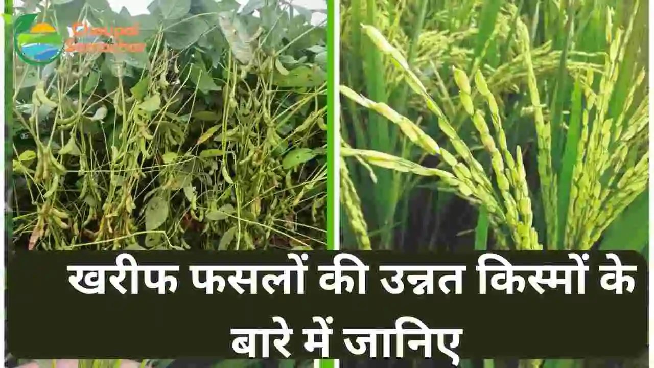 Kharif crop advice