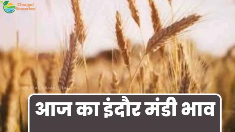 Indore Aaj ka Mandi Rate