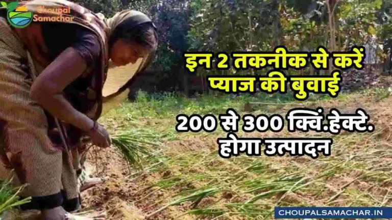 Onion Cultivation