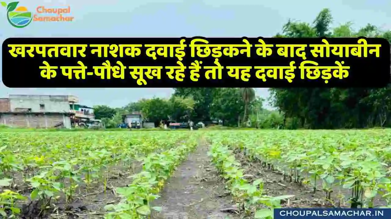 Soybean farming