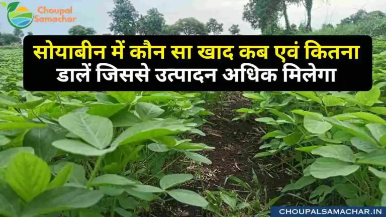 Soybean cultivation tips