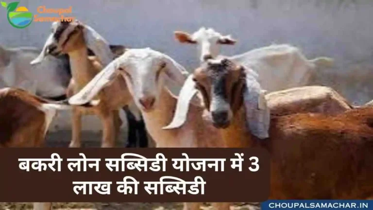 Goat Farming Loan Subsidy
