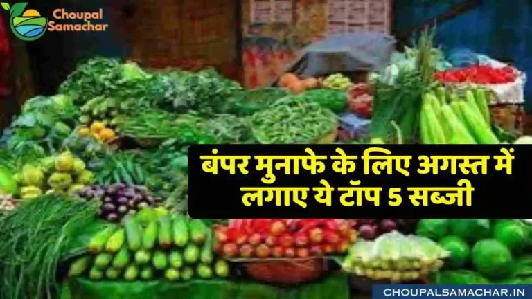 August Vegetable cultivation
