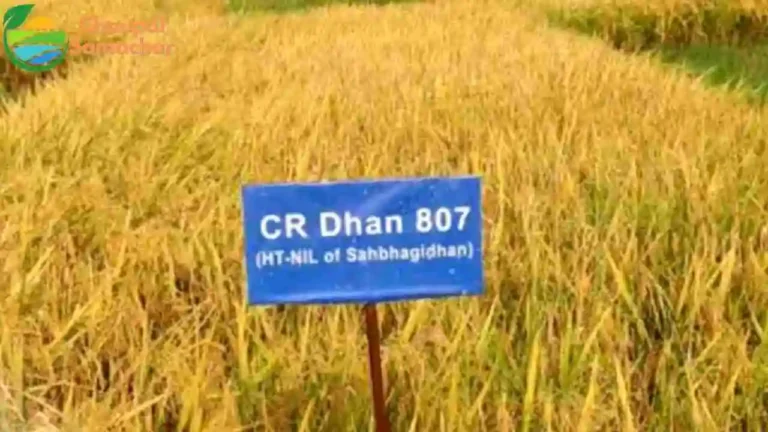 Dhan variety CR 807