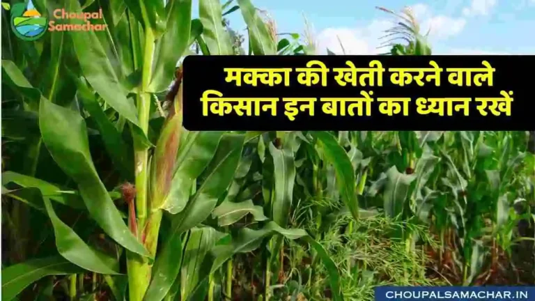 Maize Cultivation