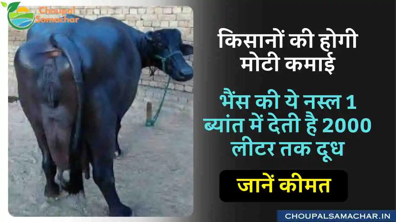 Mehsana buffalo Breed