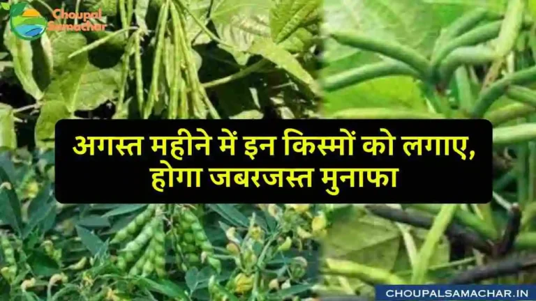 Pulses Variety