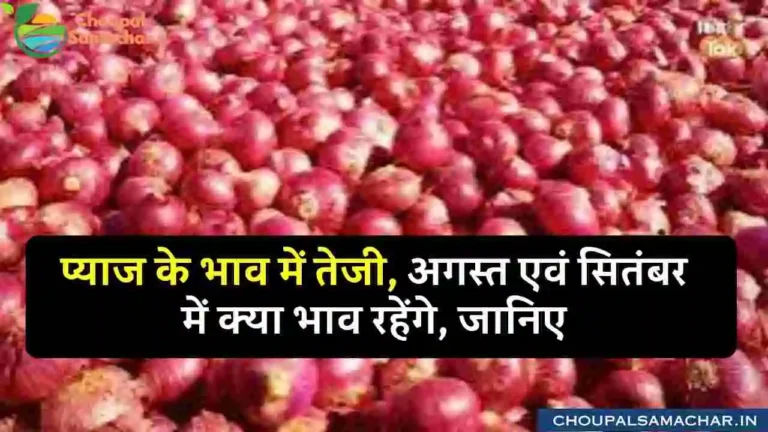 Onion price