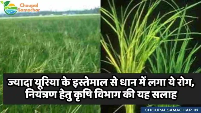 Paddy Crop Bakani disease