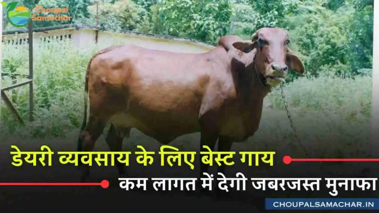 Dairy Cow Breed