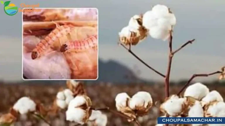 Cotton Diseases