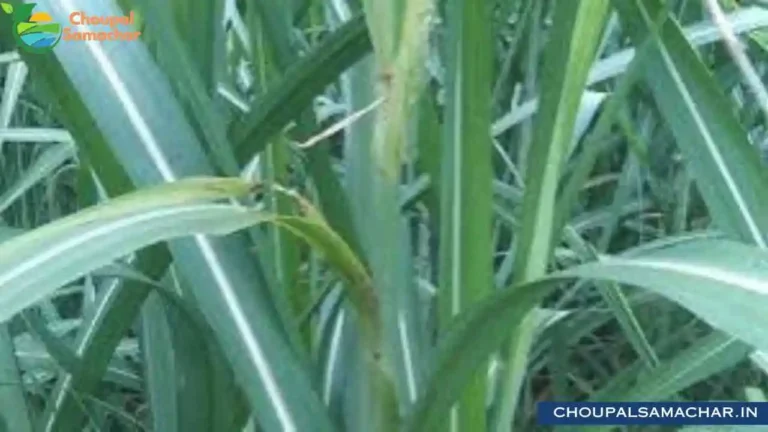 Sugarcane Crop Disease