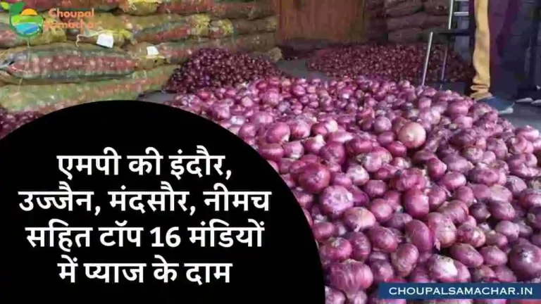 Onion price in mp