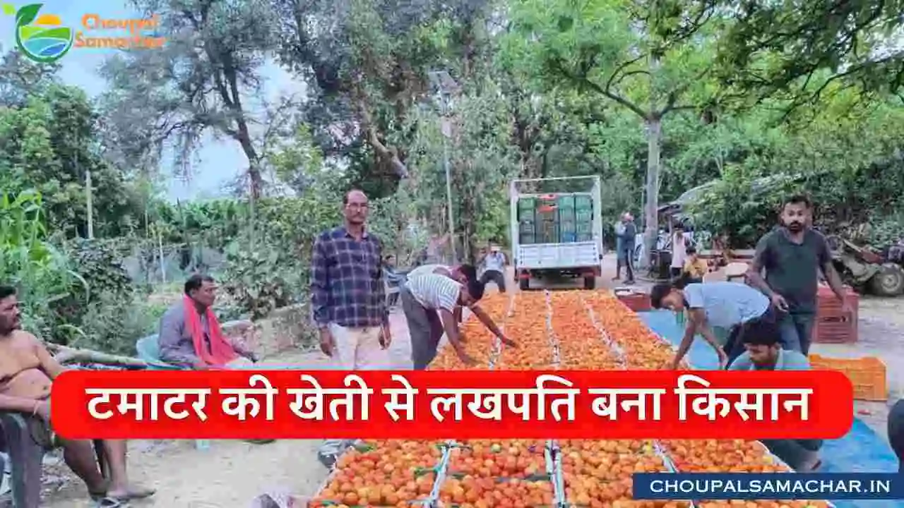 Tomato Farming