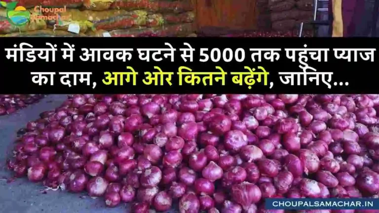 Onion Price Forecast