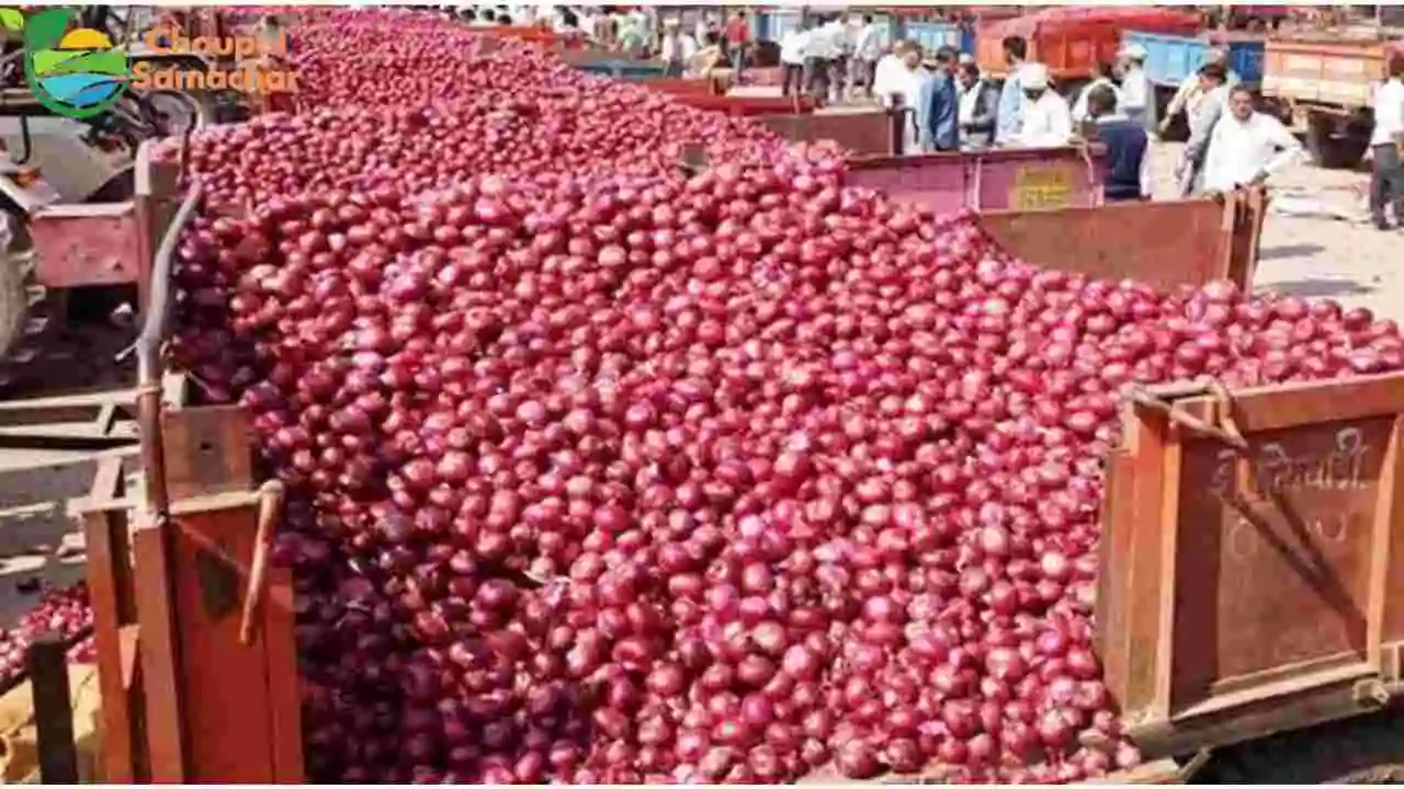 Today Onion Price