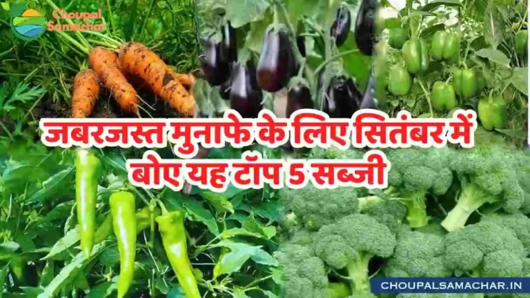 September Vegetable cultivation