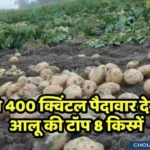 Potato Variety