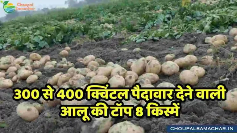 Potato Variety