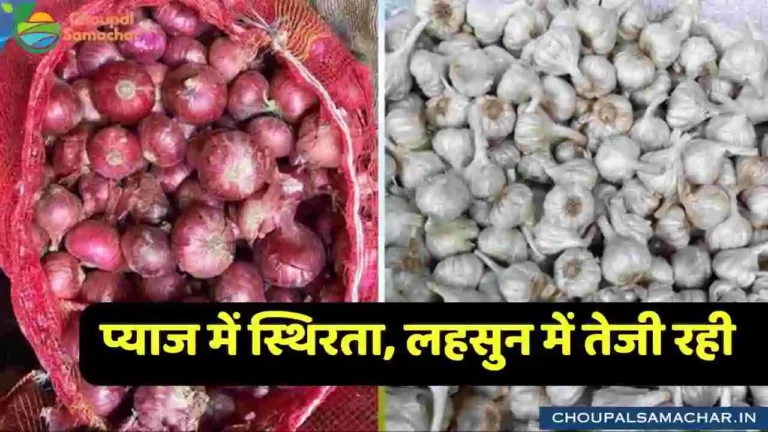 Indore Mandi Onion Garlic