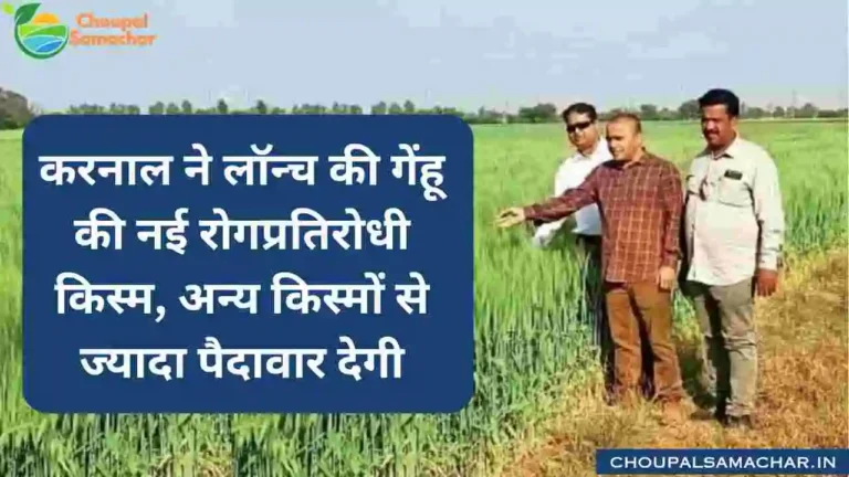 Karnal New Wheat Variety