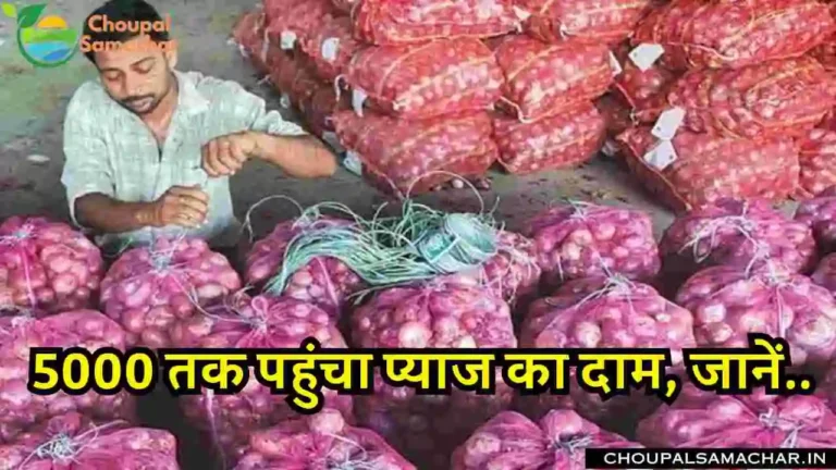 Garlic Onion Mandi Rate