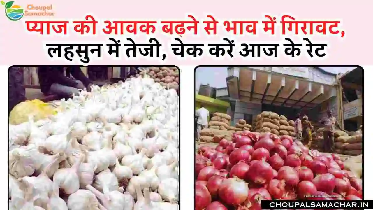 Onion Garlic Price