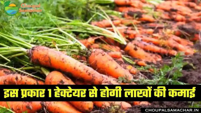 Carrot Cultivation