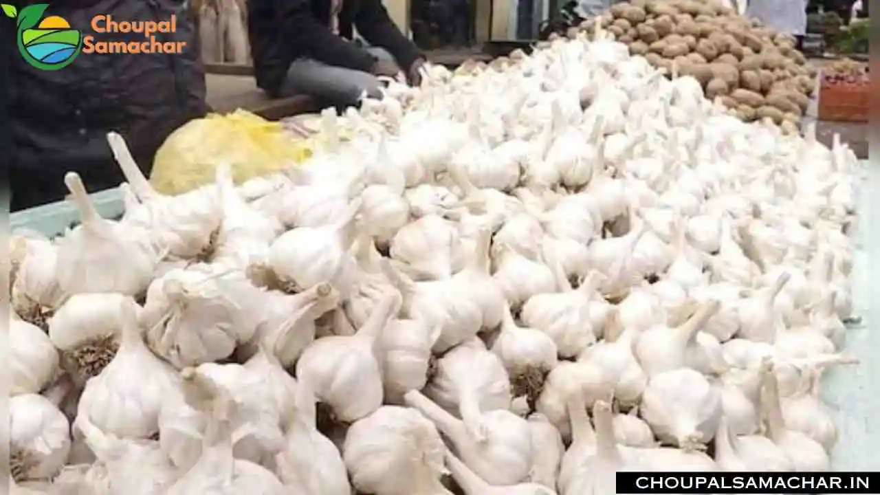 Garlic Mandi Price