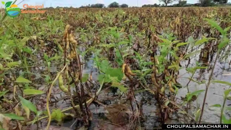 Soybean Crop Damage