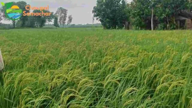 Paddy Cultivation Advice