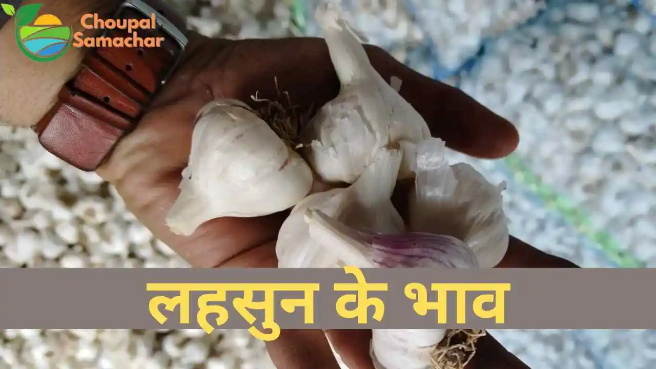 Today Garlic Mandi Price