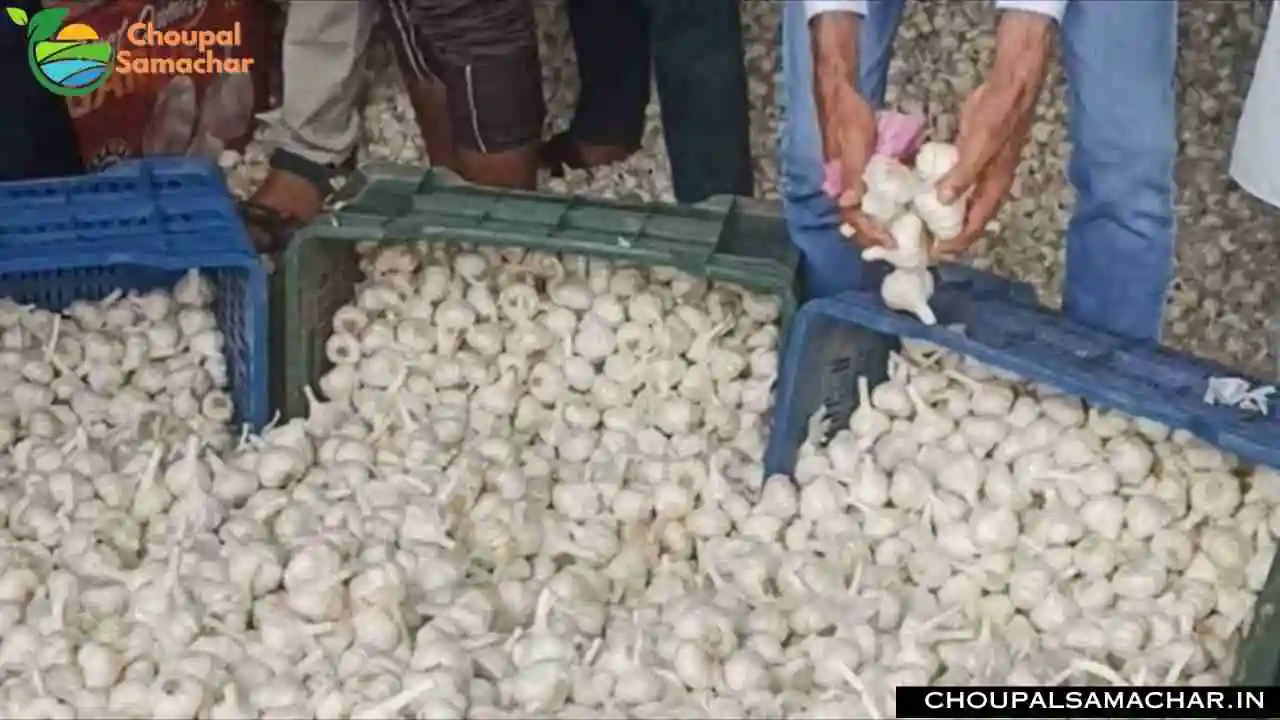 Garlic Price