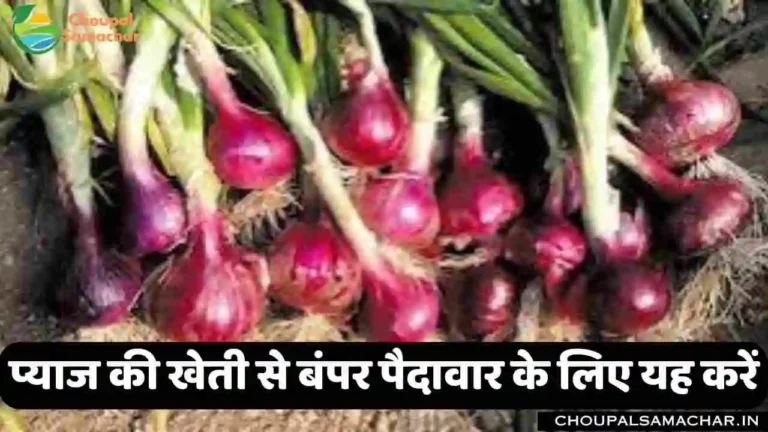 Onion Cultivation