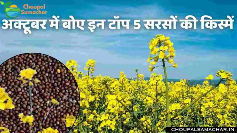 Mustard Varieties