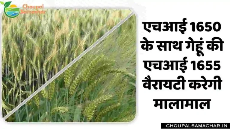 1655 Wheat Variety Pusa Harsha