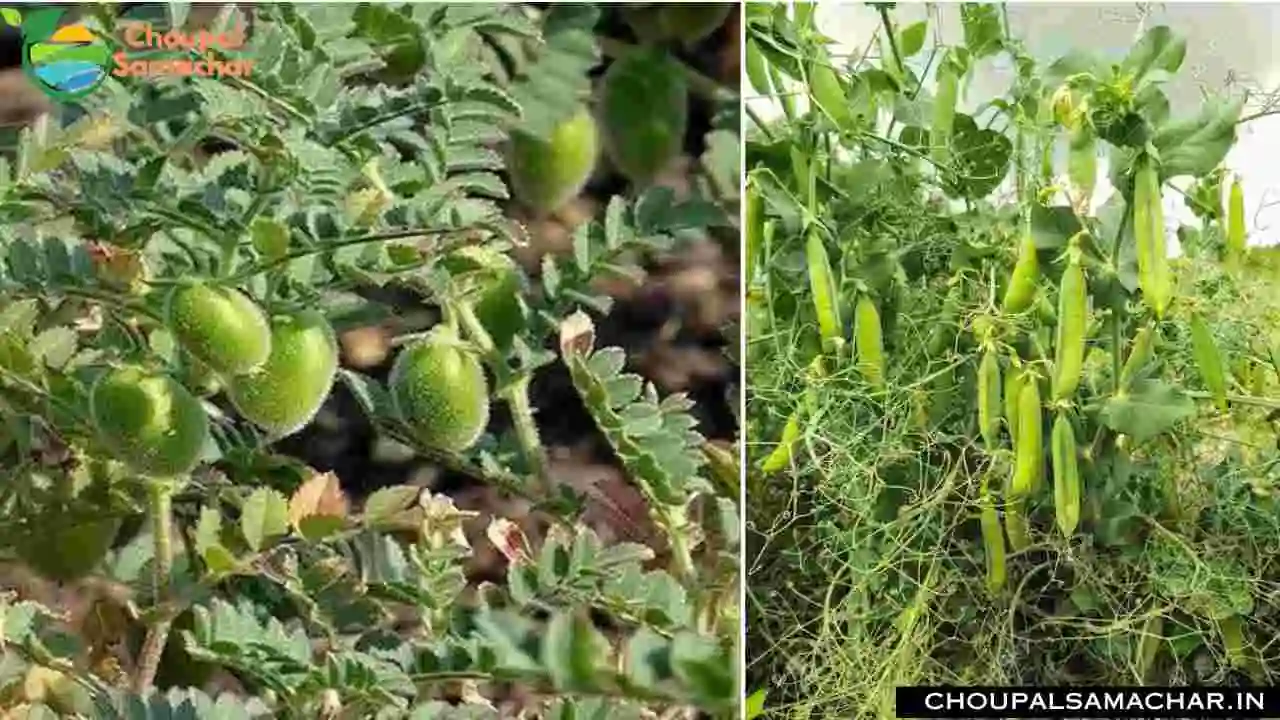 Gram Pea Cultivation