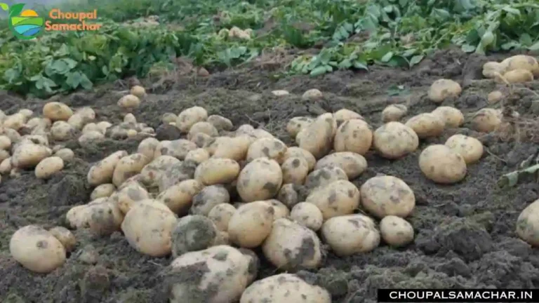 Potato Cultivation