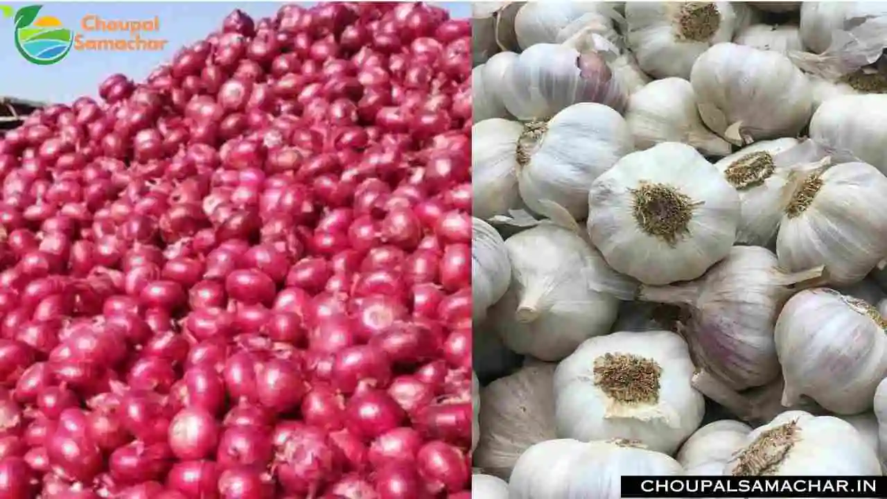 Garlic Onion Mandi Price