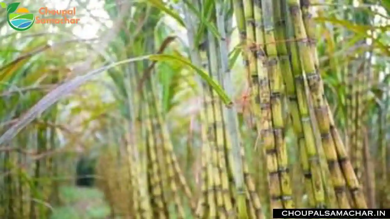 Sugarcane Varieties