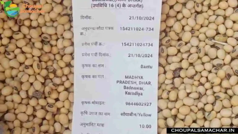 Soya Plant Soybean Rate