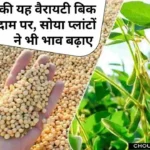 Soyabean Rate Today